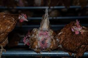 Egg-bound hen with injured behind - With farms across Central and Northern Victoria, Valley Park Farms proudly markets themselves as being truly free range, no exceptions. On visiting their properties in the North Central Victorian town of Seymour however, we were met with a sight far from the image of 'happy hens' painted on their packaging.

At Valley Park Farms, tens of thousands of hens live in crowded, filthy sheds with only metal bars to perch on. Naturally, hens seek high places to roost but, in these cramped conditions, they are forced to fight for space on one of the faeces encrusted poles, which are arranged in tiers from the floor to the ceiling. 

Hens were found with open wounds, likely from fighting and feather pecking, a symptom of overcrowded sheds. Many hens were missing feathers from their necks, tails and wings, also indicative of cramped sheds with no stimulation. To prevent feather pecking, newborn chicks have their beaks cut, either with a hot blade or a laser. However pecking and cannibalisation are still common, especially in cage free and free range systems.

The sickest and weakest hens sheltered underneath the stacks of perches and nesting boxes. Here, many also lay eggs and could be seen attempting to build nests and sit on eggs. 

Egg laying hens are killed at 12-18 months of age, when their egg production begins to slow. Many don't make it that long. At Valley Park investigators found dead hens decomposing in the sheds, as well as bins of the dead, carelessly discarded alongside rubbish. A pile outside one of the sheds was full of bones and feathers. - Captured at Valley Park Seymour Farm 1 (Fyfe Family Eggs), Seymour VIC Australia.