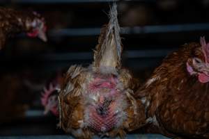 Egg-bound hen with injured behind - With farms across Central and Northern Victoria, Valley Park Farms proudly markets themselves as being truly free range, no exceptions. On visiting their properties in the North Central Victorian town of Seymour however, we were met with a sight far from the image of 'happy hens' painted on their packaging.
At Valley Park Farms, tens of thousands of hens live in crowded, filthy sheds with only metal bars to perch on. Naturally, hens seek high places to roost but, in these cramped conditions, they are forced to fight for space on one of the faeces encrusted poles, which are arranged in tiers from the floor to the ceiling.
Hens were found with open wounds, likely from fighting and feather pecking, a symptom of overcrowded sheds. Many hens were missing feathers from their necks, tails and wings, also indicative of cramped sheds with no stimulation. To prevent feather pecking, newborn chicks have their beaks cut, either with a hot blade or a laser. However pecking and cannibalisation are still common, especially in cage free and free range systems.
The sickest and weakest hens sheltered underneath the stacks of perches and nesting boxes. Here, many also lay eggs and could be seen attempting to build nests and sit on eggs.
Egg laying hens are killed at 12-18 months of age, when their egg production begins to slow. Many don't make it that long. At Valley Park investigators found dead hens decomposing in the sheds, as well as bins of the dead, carelessly discarded alongside rubbish. A pile outside one of the sheds was full of bones and feathers. - Captured at Valley Park Seymour Farm 1 (Fyfe Family Eggs), Seymour VIC Australia.