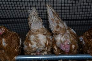 Hens with missing feathers - With farms across Central and Northern Victoria, Valley Park Farms proudly markets themselves as being truly free range, no exceptions. On visiting their properties in the North Central Victorian town of Seymour however, we were met with a sight far from the image of 'happy hens' painted on their packaging.

At Valley Park Farms, tens of thousands of hens live in crowded, filthy sheds with only metal bars to perch on. Naturally, hens seek high places to roost but, in these cramped conditions, they are forced to fight for space on one of the faeces encrusted poles, which are arranged in tiers from the floor to the ceiling. 

Hens were found with open wounds, likely from fighting and feather pecking, a symptom of overcrowded sheds. Many hens were missing feathers from their necks, tails and wings, also indicative of cramped sheds with no stimulation. To prevent feather pecking, newborn chicks have their beaks cut, either with a hot blade or a laser. However pecking and cannibalisation are still common, especially in cage free and free range systems.

The sickest and weakest hens sheltered underneath the stacks of perches and nesting boxes. Here, many also lay eggs and could be seen attempting to build nests and sit on eggs. 

Egg laying hens are killed at 12-18 months of age, when their egg production begins to slow. Many don't make it that long. At Valley Park investigators found dead hens decomposing in the sheds, as well as bins of the dead, carelessly discarded alongside rubbish. A pile outside one of the sheds was full of bones and feathers. - Captured at Valley Park Seymour Farm 1 (Fyfe Family Eggs), Seymour VIC Australia.