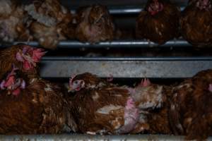 Hens with missing feathers - With farms across Central and Northern Victoria, Valley Park Farms proudly markets themselves as being truly free range, no exceptions. On visiting their properties in the North Central Victorian town of Seymour however, we were met with a sight far from the image of 'happy hens' painted on their packaging.

At Valley Park Farms, tens of thousands of hens live in crowded, filthy sheds with only metal bars to perch on. Naturally, hens seek high places to roost but, in these cramped conditions, they are forced to fight for space on one of the faeces encrusted poles, which are arranged in tiers from the floor to the ceiling. 

Hens were found with open wounds, likely from fighting and feather pecking, a symptom of overcrowded sheds. Many hens were missing feathers from their necks, tails and wings, also indicative of cramped sheds with no stimulation. To prevent feather pecking, newborn chicks have their beaks cut, either with a hot blade or a laser. However pecking and cannibalisation are still common, especially in cage free and free range systems.

The sickest and weakest hens sheltered underneath the stacks of perches and nesting boxes. Here, many also lay eggs and could be seen attempting to build nests and sit on eggs. 

Egg laying hens are killed at 12-18 months of age, when their egg production begins to slow. Many don't make it that long. At Valley Park investigators found dead hens decomposing in the sheds, as well as bins of the dead, carelessly discarded alongside rubbish. A pile outside one of the sheds was full of bones and feathers. - Captured at Valley Park Seymour Farm 1 (Fyfe Family Eggs), Seymour VIC Australia.