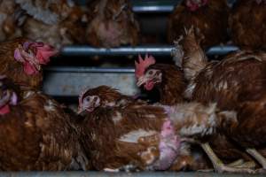 Hens with missing feathers - With farms across Central and Northern Victoria, Valley Park Farms proudly markets themselves as being truly free range, no exceptions. On visiting their properties in the North Central Victorian town of Seymour however, we were met with a sight far from the image of 'happy hens' painted on their packaging.

At Valley Park Farms, tens of thousands of hens live in crowded, filthy sheds with only metal bars to perch on. Naturally, hens seek high places to roost but, in these cramped conditions, they are forced to fight for space on one of the faeces encrusted poles, which are arranged in tiers from the floor to the ceiling. 

Hens were found with open wounds, likely from fighting and feather pecking, a symptom of overcrowded sheds. Many hens were missing feathers from their necks, tails and wings, also indicative of cramped sheds with no stimulation. To prevent feather pecking, newborn chicks have their beaks cut, either with a hot blade or a laser. However pecking and cannibalisation are still common, especially in cage free and free range systems.

The sickest and weakest hens sheltered underneath the stacks of perches and nesting boxes. Here, many also lay eggs and could be seen attempting to build nests and sit on eggs. 

Egg laying hens are killed at 12-18 months of age, when their egg production begins to slow. Many don't make it that long. At Valley Park investigators found dead hens decomposing in the sheds, as well as bins of the dead, carelessly discarded alongside rubbish. A pile outside one of the sheds was full of bones and feathers. - Captured at Valley Park Seymour Farm 1 (Fyfe Family Eggs), Seymour VIC Australia.