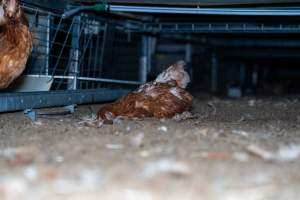 Dead hen underneath perches - With farms across Central and Northern Victoria, Valley Park Farms proudly markets themselves as being truly free range, no exceptions. On visiting their properties in the North Central Victorian town of Seymour however, we were met with a sight far from the image of 'happy hens' painted on their packaging.
At Valley Park Farms, tens of thousands of hens live in crowded, filthy sheds with only metal bars to perch on. Naturally, hens seek high places to roost but, in these cramped conditions, they are forced to fight for space on one of the faeces encrusted poles, which are arranged in tiers from the floor to the ceiling.
Hens were found with open wounds, likely from fighting and feather pecking, a symptom of overcrowded sheds. Many hens were missing feathers from their necks, tails and wings, also indicative of cramped sheds with no stimulation. To prevent feather pecking, newborn chicks have their beaks cut, either with a hot blade or a laser. However pecking and cannibalisation are still common, especially in cage free and free range systems.
The sickest and weakest hens sheltered underneath the stacks of perches and nesting boxes. Here, many also lay eggs and could be seen attempting to build nests and sit on eggs.
Egg laying hens are killed at 12-18 months of age, when their egg production begins to slow. Many don't make it that long. At Valley Park investigators found dead hens decomposing in the sheds, as well as bins of the dead, carelessly discarded alongside rubbish. A pile outside one of the sheds was full of bones and feathers. - Captured at Valley Park Seymour Farm 1 (Fyfe Family Eggs), Seymour VIC Australia.