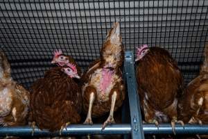 Hen with wound - With farms across Central and Northern Victoria, Valley Park Farms proudly markets themselves as being truly free range, no exceptions. On visiting their properties in the North Central Victorian town of Seymour however, we were met with a sight far from the image of 'happy hens' painted on their packaging.
At Valley Park Farms, tens of thousands of hens live in crowded, filthy sheds with only metal bars to perch on. Naturally, hens seek high places to roost but, in these cramped conditions, they are forced to fight for space on one of the faeces encrusted poles, which are arranged in tiers from the floor to the ceiling.
Hens were found with open wounds, likely from fighting and feather pecking, a symptom of overcrowded sheds. Many hens were missing feathers from their necks, tails and wings, also indicative of cramped sheds with no stimulation. To prevent feather pecking, newborn chicks have their beaks cut, either with a hot blade or a laser. However pecking and cannibalisation are still common, especially in cage free and free range systems.
The sickest and weakest hens sheltered underneath the stacks of perches and nesting boxes. Here, many also lay eggs and could be seen attempting to build nests and sit on eggs.
Egg laying hens are killed at 12-18 months of age, when their egg production begins to slow. Many don't make it that long. At Valley Park investigators found dead hens decomposing in the sheds, as well as bins of the dead, carelessly discarded alongside rubbish. A pile outside one of the sheds was full of bones and feathers. - Captured at Valley Park Seymour Farm 1 (Fyfe Family Eggs), Seymour VIC Australia.