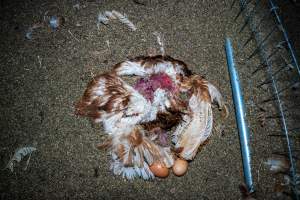 Dead hen with eggs - With farms across Central and Northern Victoria, Valley Park Farms proudly markets themselves as being truly free range, no exceptions. On visiting their properties in the North Central Victorian town of Seymour however, we were met with a sight far from the image of 'happy hens' painted on their packaging.

At Valley Park Farms, tens of thousands of hens live in crowded, filthy sheds with only metal bars to perch on. Naturally, hens seek high places to roost but, in these cramped conditions, they are forced to fight for space on one of the faeces encrusted poles, which are arranged in tiers from the floor to the ceiling. 

Hens were found with open wounds, likely from fighting and feather pecking, a symptom of overcrowded sheds. Many hens were missing feathers from their necks, tails and wings, also indicative of cramped sheds with no stimulation. To prevent feather pecking, newborn chicks have their beaks cut, either with a hot blade or a laser. However pecking and cannibalisation are still common, especially in cage free and free range systems.

The sickest and weakest hens sheltered underneath the stacks of perches and nesting boxes. Here, many also lay eggs and could be seen attempting to build nests and sit on eggs. 

Egg laying hens are killed at 12-18 months of age, when their egg production begins to slow. Many don't make it that long. At Valley Park investigators found dead hens decomposing in the sheds, as well as bins of the dead, carelessly discarded alongside rubbish. A pile outside one of the sheds was full of bones and feathers. - Captured at Valley Park Seymour Farm 3 (Fyfe Family Eggs), Seymour VIC Australia.