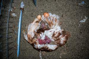 Dead hen with eggs - With farms across Central and Northern Victoria, Valley Park Farms proudly markets themselves as being truly free range, no exceptions. On visiting their properties in the North Central Victorian town of Seymour however, we were met with a sight far from the image of 'happy hens' painted on their packaging.

At Valley Park Farms, tens of thousands of hens live in crowded, filthy sheds with only metal bars to perch on. Naturally, hens seek high places to roost but, in these cramped conditions, they are forced to fight for space on one of the faeces encrusted poles, which are arranged in tiers from the floor to the ceiling. 

Hens were found with open wounds, likely from fighting and feather pecking, a symptom of overcrowded sheds. Many hens were missing feathers from their necks, tails and wings, also indicative of cramped sheds with no stimulation. To prevent feather pecking, newborn chicks have their beaks cut, either with a hot blade or a laser. However pecking and cannibalisation are still common, especially in cage free and free range systems.

The sickest and weakest hens sheltered underneath the stacks of perches and nesting boxes. Here, many also lay eggs and could be seen attempting to build nests and sit on eggs. 

Egg laying hens are killed at 12-18 months of age, when their egg production begins to slow. Many don't make it that long. At Valley Park investigators found dead hens decomposing in the sheds, as well as bins of the dead, carelessly discarded alongside rubbish. A pile outside one of the sheds was full of bones and feathers. - Captured at Valley Park Seymour Farm 3 (Fyfe Family Eggs), Seymour VIC Australia.