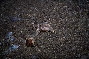 Chicken's head on floor of shed - With farms across Central and Northern Victoria, Valley Park Farms proudly markets themselves as being truly free range, no exceptions. On visiting their properties in the North Central Victorian town of Seymour however, we were met with a sight far from the image of 'happy hens' painted on their packaging.

At Valley Park Farms, tens of thousands of hens live in crowded, filthy sheds with only metal bars to perch on. Naturally, hens seek high places to roost but, in these cramped conditions, they are forced to fight for space on one of the faeces encrusted poles, which are arranged in tiers from the floor to the ceiling. 

Hens were found with open wounds, likely from fighting and feather pecking, a symptom of overcrowded sheds. Many hens were missing feathers from their necks, tails and wings, also indicative of cramped sheds with no stimulation. To prevent feather pecking, newborn chicks have their beaks cut, either with a hot blade or a laser. However pecking and cannibalisation are still common, especially in cage free and free range systems.

The sickest and weakest hens sheltered underneath the stacks of perches and nesting boxes. Here, many also lay eggs and could be seen attempting to build nests and sit on eggs. 

Egg laying hens are killed at 12-18 months of age, when their egg production begins to slow. Many don't make it that long. At Valley Park investigators found dead hens decomposing in the sheds, as well as bins of the dead, carelessly discarded alongside rubbish. A pile outside one of the sheds was full of bones and feathers. - Captured at Valley Park Seymour Farm 3 (Fyfe Family Eggs), Seymour VIC Australia.
