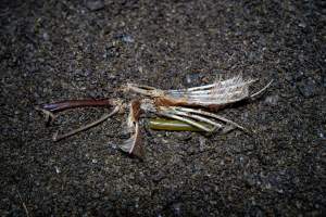 Wing on floor of shed - With farms across Central and Northern Victoria, Valley Park Farms proudly markets themselves as being truly free range, no exceptions. On visiting their properties in the North Central Victorian town of Seymour however, we were met with a sight far from the image of 'happy hens' painted on their packaging.

At Valley Park Farms, tens of thousands of hens live in crowded, filthy sheds with only metal bars to perch on. Naturally, hens seek high places to roost but, in these cramped conditions, they are forced to fight for space on one of the faeces encrusted poles, which are arranged in tiers from the floor to the ceiling. 

Hens were found with open wounds, likely from fighting and feather pecking, a symptom of overcrowded sheds. Many hens were missing feathers from their necks, tails and wings, also indicative of cramped sheds with no stimulation. To prevent feather pecking, newborn chicks have their beaks cut, either with a hot blade or a laser. However pecking and cannibalisation are still common, especially in cage free and free range systems.

The sickest and weakest hens sheltered underneath the stacks of perches and nesting boxes. Here, many also lay eggs and could be seen attempting to build nests and sit on eggs. 

Egg laying hens are killed at 12-18 months of age, when their egg production begins to slow. Many don't make it that long. At Valley Park investigators found dead hens decomposing in the sheds, as well as bins of the dead, carelessly discarded alongside rubbish. A pile outside one of the sheds was full of bones and feathers. - Captured at Valley Park Seymour Farm 3 (Fyfe Family Eggs), Seymour VIC Australia.