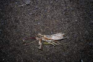 Wing on floor of shed - With farms across Central and Northern Victoria, Valley Park Farms proudly markets themselves as being truly free range, no exceptions. On visiting their properties in the North Central Victorian town of Seymour however, we were met with a sight far from the image of 'happy hens' painted on their packaging.

At Valley Park Farms, tens of thousands of hens live in crowded, filthy sheds with only metal bars to perch on. Naturally, hens seek high places to roost but, in these cramped conditions, they are forced to fight for space on one of the faeces encrusted poles, which are arranged in tiers from the floor to the ceiling. 

Hens were found with open wounds, likely from fighting and feather pecking, a symptom of overcrowded sheds. Many hens were missing feathers from their necks, tails and wings, also indicative of cramped sheds with no stimulation. To prevent feather pecking, newborn chicks have their beaks cut, either with a hot blade or a laser. However pecking and cannibalisation are still common, especially in cage free and free range systems.

The sickest and weakest hens sheltered underneath the stacks of perches and nesting boxes. Here, many also lay eggs and could be seen attempting to build nests and sit on eggs. 

Egg laying hens are killed at 12-18 months of age, when their egg production begins to slow. Many don't make it that long. At Valley Park investigators found dead hens decomposing in the sheds, as well as bins of the dead, carelessly discarded alongside rubbish. A pile outside one of the sheds was full of bones and feathers. - Captured at Valley Park Seymour Farm 3 (Fyfe Family Eggs), Seymour VIC Australia.