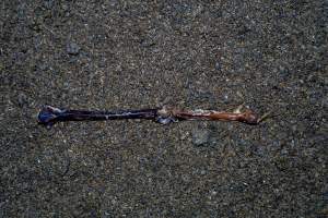 Bone on floor of shed - With farms across Central and Northern Victoria, Valley Park Farms proudly markets themselves as being truly free range, no exceptions. On visiting their properties in the North Central Victorian town of Seymour however, we were met with a sight far from the image of 'happy hens' painted on their packaging.

At Valley Park Farms, tens of thousands of hens live in crowded, filthy sheds with only metal bars to perch on. Naturally, hens seek high places to roost but, in these cramped conditions, they are forced to fight for space on one of the faeces encrusted poles, which are arranged in tiers from the floor to the ceiling. 

Hens were found with open wounds, likely from fighting and feather pecking, a symptom of overcrowded sheds. Many hens were missing feathers from their necks, tails and wings, also indicative of cramped sheds with no stimulation. To prevent feather pecking, newborn chicks have their beaks cut, either with a hot blade or a laser. However pecking and cannibalisation are still common, especially in cage free and free range systems.

The sickest and weakest hens sheltered underneath the stacks of perches and nesting boxes. Here, many also lay eggs and could be seen attempting to build nests and sit on eggs. 

Egg laying hens are killed at 12-18 months of age, when their egg production begins to slow. Many don't make it that long. At Valley Park investigators found dead hens decomposing in the sheds, as well as bins of the dead, carelessly discarded alongside rubbish. A pile outside one of the sheds was full of bones and feathers. - Captured at Valley Park Seymour Farm 3 (Fyfe Family Eggs), Seymour VIC Australia.