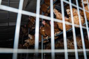 Free-range section - With farms across Central and Northern Victoria, Valley Park Farms proudly markets themselves as being truly free range, no exceptions. On visiting their properties in the North Central Victorian town of Seymour however, we were met with a sight far from the image of 'happy hens' painted on their packaging.

At Valley Park Farms, tens of thousands of hens live in crowded, filthy sheds with only metal bars to perch on. Naturally, hens seek high places to roost but, in these cramped conditions, they are forced to fight for space on one of the faeces encrusted poles, which are arranged in tiers from the floor to the ceiling. 

Hens were found with open wounds, likely from fighting and feather pecking, a symptom of overcrowded sheds. Many hens were missing feathers from their necks, tails and wings, also indicative of cramped sheds with no stimulation. To prevent feather pecking, newborn chicks have their beaks cut, either with a hot blade or a laser. However pecking and cannibalisation are still common, especially in cage free and free range systems.

The sickest and weakest hens sheltered underneath the stacks of perches and nesting boxes. Here, many also lay eggs and could be seen attempting to build nests and sit on eggs. 

Egg laying hens are killed at 12-18 months of age, when their egg production begins to slow. Many don't make it that long. At Valley Park investigators found dead hens decomposing in the sheds, as well as bins of the dead, carelessly discarded alongside rubbish. A pile outside one of the sheds was full of bones and feathers. - Captured at Valley Park Seymour Farm 3 (Fyfe Family Eggs), Seymour VIC Australia.