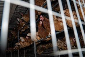 Free-range section - With farms across Central and Northern Victoria, Valley Park Farms proudly markets themselves as being truly free range, no exceptions. On visiting their properties in the North Central Victorian town of Seymour however, we were met with a sight far from the image of 'happy hens' painted on their packaging.

At Valley Park Farms, tens of thousands of hens live in crowded, filthy sheds with only metal bars to perch on. Naturally, hens seek high places to roost but, in these cramped conditions, they are forced to fight for space on one of the faeces encrusted poles, which are arranged in tiers from the floor to the ceiling. 

Hens were found with open wounds, likely from fighting and feather pecking, a symptom of overcrowded sheds. Many hens were missing feathers from their necks, tails and wings, also indicative of cramped sheds with no stimulation. To prevent feather pecking, newborn chicks have their beaks cut, either with a hot blade or a laser. However pecking and cannibalisation are still common, especially in cage free and free range systems.

The sickest and weakest hens sheltered underneath the stacks of perches and nesting boxes. Here, many also lay eggs and could be seen attempting to build nests and sit on eggs. 

Egg laying hens are killed at 12-18 months of age, when their egg production begins to slow. Many don't make it that long. At Valley Park investigators found dead hens decomposing in the sheds, as well as bins of the dead, carelessly discarded alongside rubbish. A pile outside one of the sheds was full of bones and feathers. - Captured at Valley Park Seymour Farm 3 (Fyfe Family Eggs), Seymour VIC Australia.