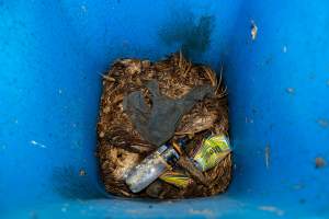 Dead hens and feathers in rubbish bin - With farms across Central and Northern Victoria, Valley Park Farms proudly markets themselves as being truly free range, no exceptions. On visiting their properties in the North Central Victorian town of Seymour however, we were met with a sight far from the image of 'happy hens' painted on their packaging.

At Valley Park Farms, tens of thousands of hens live in crowded, filthy sheds with only metal bars to perch on. Naturally, hens seek high places to roost but, in these cramped conditions, they are forced to fight for space on one of the faeces encrusted poles, which are arranged in tiers from the floor to the ceiling. 

Hens were found with open wounds, likely from fighting and feather pecking, a symptom of overcrowded sheds. Many hens were missing feathers from their necks, tails and wings, also indicative of cramped sheds with no stimulation. To prevent feather pecking, newborn chicks have their beaks cut, either with a hot blade or a laser. However pecking and cannibalisation are still common, especially in cage free and free range systems.

The sickest and weakest hens sheltered underneath the stacks of perches and nesting boxes. Here, many also lay eggs and could be seen attempting to build nests and sit on eggs. 

Egg laying hens are killed at 12-18 months of age, when their egg production begins to slow. Many don't make it that long. At Valley Park investigators found dead hens decomposing in the sheds, as well as bins of the dead, carelessly discarded alongside rubbish. A pile outside one of the sheds was full of bones and feathers. - Captured at Valley Park Seymour Farm 3 (Fyfe Family Eggs), Seymour VIC Australia.