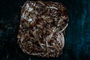 Dead hens in rubbish bin - With farms across Central and Northern Victoria, Valley Park Farms proudly markets themselves as being truly free range, no exceptions. On visiting their properties in the North Central Victorian town of Seymour however, we were met with a sight far from the image of 'happy hens' painted on their packaging.

At Valley Park Farms, tens of thousands of hens live in crowded, filthy sheds with only metal bars to perch on. Naturally, hens seek high places to roost but, in these cramped conditions, they are forced to fight for space on one of the faeces encrusted poles, which are arranged in tiers from the floor to the ceiling. 

Hens were found with open wounds, likely from fighting and feather pecking, a symptom of overcrowded sheds. Many hens were missing feathers from their necks, tails and wings, also indicative of cramped sheds with no stimulation. To prevent feather pecking, newborn chicks have their beaks cut, either with a hot blade or a laser. However pecking and cannibalisation are still common, especially in cage free and free range systems.

The sickest and weakest hens sheltered underneath the stacks of perches and nesting boxes. Here, many also lay eggs and could be seen attempting to build nests and sit on eggs. 

Egg laying hens are killed at 12-18 months of age, when their egg production begins to slow. Many don't make it that long. At Valley Park investigators found dead hens decomposing in the sheds, as well as bins of the dead, carelessly discarded alongside rubbish. A pile outside one of the sheds was full of bones and feathers. - Captured at Valley Park Seymour Farm 3 (Fyfe Family Eggs), Seymour VIC Australia.