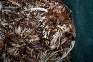 Dead hens in rubbish bin - With farms across Central and Northern Victoria, Valley Park Farms proudly markets themselves as being truly free range, no exceptions. On visiting their properties in the North Central Victorian town of Seymour however, we were met with a sight far from the image of 'happy hens' painted on their packaging.

At Valley Park Farms, tens of thousands of hens live in crowded, filthy sheds with only metal bars to perch on. Naturally, hens seek high places to roost but, in these cramped conditions, they are forced to fight for space on one of the faeces encrusted poles, which are arranged in tiers from the floor to the ceiling. 

Hens were found with open wounds, likely from fighting and feather pecking, a symptom of overcrowded sheds. Many hens were missing feathers from their necks, tails and wings, also indicative of cramped sheds with no stimulation. To prevent feather pecking, newborn chicks have their beaks cut, either with a hot blade or a laser. However pecking and cannibalisation are still common, especially in cage free and free range systems.

The sickest and weakest hens sheltered underneath the stacks of perches and nesting boxes. Here, many also lay eggs and could be seen attempting to build nests and sit on eggs. 

Egg laying hens are killed at 12-18 months of age, when their egg production begins to slow. Many don't make it that long. At Valley Park investigators found dead hens decomposing in the sheds, as well as bins of the dead, carelessly discarded alongside rubbish. A pile outside one of the sheds was full of bones and feathers. - Captured at Valley Park Seymour Farm 3 (Fyfe Family Eggs), Seymour VIC Australia.