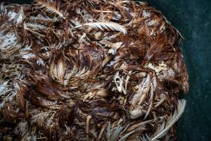 Dead hens in rubbish bin - With farms across Central and Northern Victoria, Valley Park Farms proudly markets themselves as being truly free range, no exceptions. On visiting their properties in the North Central Victorian town of Seymour however, we were met with a sight far from the image of 'happy hens' painted on their packaging.

At Valley Park Farms, tens of thousands of hens live in crowded, filthy sheds with only metal bars to perch on. Naturally, hens seek high places to roost but, in these cramped conditions, they are forced to fight for space on one of the faeces encrusted poles, which are arranged in tiers from the floor to the ceiling. 

Hens were found with open wounds, likely from fighting and feather pecking, a symptom of overcrowded sheds. Many hens were missing feathers from their necks, tails and wings, also indicative of cramped sheds with no stimulation. To prevent feather pecking, newborn chicks have their beaks cut, either with a hot blade or a laser. However pecking and cannibalisation are still common, especially in cage free and free range systems.

The sickest and weakest hens sheltered underneath the stacks of perches and nesting boxes. Here, many also lay eggs and could be seen attempting to build nests and sit on eggs. 

Egg laying hens are killed at 12-18 months of age, when their egg production begins to slow. Many don't make it that long. At Valley Park investigators found dead hens decomposing in the sheds, as well as bins of the dead, carelessly discarded alongside rubbish. A pile outside one of the sheds was full of bones and feathers. - Captured at Valley Park Seymour Farm 3 (Fyfe Family Eggs), Seymour VIC Australia.