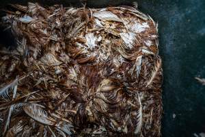 Dead hens in rubbish bin - With farms across Central and Northern Victoria, Valley Park Farms proudly markets themselves as being truly free range, no exceptions. On visiting their properties in the North Central Victorian town of Seymour however, we were met with a sight far from the image of 'happy hens' painted on their packaging.
At Valley Park Farms, tens of thousands of hens live in crowded, filthy sheds with only metal bars to perch on. Naturally, hens seek high places to roost but, in these cramped conditions, they are forced to fight for space on one of the faeces encrusted poles, which are arranged in tiers from the floor to the ceiling.
Hens were found with open wounds, likely from fighting and feather pecking, a symptom of overcrowded sheds. Many hens were missing feathers from their necks, tails and wings, also indicative of cramped sheds with no stimulation. To prevent feather pecking, newborn chicks have their beaks cut, either with a hot blade or a laser. However pecking and cannibalisation are still common, especially in cage free and free range systems.
The sickest and weakest hens sheltered underneath the stacks of perches and nesting boxes. Here, many also lay eggs and could be seen attempting to build nests and sit on eggs.
Egg laying hens are killed at 12-18 months of age, when their egg production begins to slow. Many don't make it that long. At Valley Park investigators found dead hens decomposing in the sheds, as well as bins of the dead, carelessly discarded alongside rubbish. A pile outside one of the sheds was full of bones and feathers. - Captured at Valley Park Seymour Farm 3 (Fyfe Family Eggs), Seymour VIC Australia.
