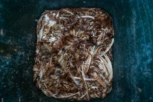 Dead hens in rubbish bin - With farms across Central and Northern Victoria, Valley Park Farms proudly markets themselves as being truly free range, no exceptions. On visiting their properties in the North Central Victorian town of Seymour however, we were met with a sight far from the image of 'happy hens' painted on their packaging.
At Valley Park Farms, tens of thousands of hens live in crowded, filthy sheds with only metal bars to perch on. Naturally, hens seek high places to roost but, in these cramped conditions, they are forced to fight for space on one of the faeces encrusted poles, which are arranged in tiers from the floor to the ceiling.
Hens were found with open wounds, likely from fighting and feather pecking, a symptom of overcrowded sheds. Many hens were missing feathers from their necks, tails and wings, also indicative of cramped sheds with no stimulation. To prevent feather pecking, newborn chicks have their beaks cut, either with a hot blade or a laser. However pecking and cannibalisation are still common, especially in cage free and free range systems.
The sickest and weakest hens sheltered underneath the stacks of perches and nesting boxes. Here, many also lay eggs and could be seen attempting to build nests and sit on eggs.
Egg laying hens are killed at 12-18 months of age, when their egg production begins to slow. Many don't make it that long. At Valley Park investigators found dead hens decomposing in the sheds, as well as bins of the dead, carelessly discarded alongside rubbish. A pile outside one of the sheds was full of bones and feathers. - Captured at Valley Park Seymour Farm 3 (Fyfe Family Eggs), Seymour VIC Australia.