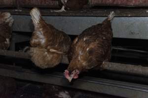 Free-Range Eggs Investigation 2025 - Farm Pride supplies free range and cage free eggs to major supermarkets under their own brand and is also a supplier for Coles brand free range eggs. Their Bears Lagoon farm supplies free range eggs from a system described by The Age as 'intensive free-range farming.'

In these sheds tens of thousands of birds struggle for space in filthy sheds. Hens showed evidence of reproductive illnesses and feather pecking, including missing feathers from their wings and necks. One chicken was filmed with a twisted, deformed leg, while others showed clear signs of being bullied by being pecked by other chickens.

Naturally, hens would form small groups with an established 'pecking order', however in these sheds, tens of thousands of birds are packed tightly together with only metal bars to perch on. This causes aggression, fighting and even cannibalisation which is recognised as the second most common cause of death on free range egg farms. - Captured at Farm Pride Bears Lagoon - Site 1, Bears Lagoon VIC Australia.