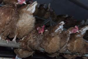 Free-Range Eggs Investigation 2025 - Farm Pride supplies free range and cage free eggs to major supermarkets under their own brand and is also a supplier for Coles brand free range eggs. Their Bears Lagoon farm supplies free range eggs from a system described by The Age as 'intensive free-range farming.'

In these sheds tens of thousands of birds struggle for space in filthy sheds. Hens showed evidence of reproductive illnesses and feather pecking, including missing feathers from their wings and necks. One chicken was filmed with a twisted, deformed leg, while others showed clear signs of being bullied by being pecked by other chickens.

Naturally, hens would form small groups with an established 'pecking order', however in these sheds, tens of thousands of birds are packed tightly together with only metal bars to perch on. This causes aggression, fighting and even cannibalisation which is recognised as the second most common cause of death on free range egg farms. - Captured at Farm Pride Bears Lagoon - Site 1, Bears Lagoon VIC Australia.