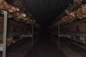 Perches in a free-range shed - Farm Pride supplies free range and cage free eggs to major supermarkets under their own brand and is also a supplier for Coles brand free range eggs. Their Bears Lagoon farm supplies free range eggs from a system described by The Age as 'intensive free-range farming.'

In these sheds tens of thousands of birds struggle for space in filthy sheds. Hens showed evidence of reproductive illnesses and feather pecking, including missing feathers from their wings and necks. One chicken was filmed with a twisted, deformed leg, while others showed clear signs of being bullied by being pecked by other chickens.

Naturally, hens would form small groups with an established 'pecking order', however in these sheds, tens of thousands of birds are packed tightly together with only metal bars to perch on. This causes aggression, fighting and even cannibalisation which is recognised as the second most common cause of death on free range egg farms. - Captured at Farm Pride Bears Lagoon - Site 1, Bears Lagoon VIC Australia.