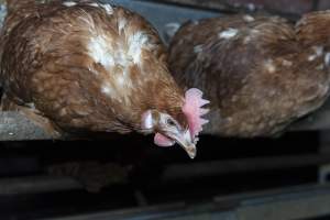 Free-Range Eggs Investigation 2025 - Farm Pride supplies free range and cage free eggs to major supermarkets under their own brand and is also a supplier for Coles brand free range eggs. Their Bears Lagoon farm supplies free range eggs from a system described by The Age as 'intensive free-range farming.'

In these sheds tens of thousands of birds struggle for space in filthy sheds. Hens showed evidence of reproductive illnesses and feather pecking, including missing feathers from their wings and necks. One chicken was filmed with a twisted, deformed leg, while others showed clear signs of being bullied by being pecked by other chickens.

Naturally, hens would form small groups with an established 'pecking order', however in these sheds, tens of thousands of birds are packed tightly together with only metal bars to perch on. This causes aggression, fighting and even cannibalisation which is recognised as the second most common cause of death on free range egg farms. - Captured at Farm Pride Bears Lagoon - Site 1, Bears Lagoon VIC Australia.