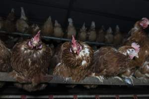 Free-Range Eggs Investigation 2025 - Farm Pride supplies free range and cage free eggs to major supermarkets under their own brand and is also a supplier for Coles brand free range eggs. Their Bears Lagoon farm supplies free range eggs from a system described by The Age as 'intensive free-range farming.'

In these sheds tens of thousands of birds struggle for space in filthy sheds. Hens showed evidence of reproductive illnesses and feather pecking, including missing feathers from their wings and necks. One chicken was filmed with a twisted, deformed leg, while others showed clear signs of being bullied by being pecked by other chickens.

Naturally, hens would form small groups with an established 'pecking order', however in these sheds, tens of thousands of birds are packed tightly together with only metal bars to perch on. This causes aggression, fighting and even cannibalisation which is recognised as the second most common cause of death on free range egg farms. - Captured at Farm Pride Bears Lagoon - Site 1, Bears Lagoon VIC Australia.