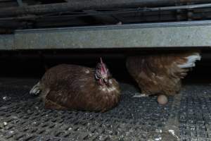 Free-Range Eggs Investigation 2025 - Farm Pride supplies free range and cage free eggs to major supermarkets under their own brand and is also a supplier for Coles brand free range eggs. Their Bears Lagoon farm supplies free range eggs from a system described by The Age as 'intensive free-range farming.'

In these sheds tens of thousands of birds struggle for space in filthy sheds. Hens showed evidence of reproductive illnesses and feather pecking, including missing feathers from their wings and necks. One chicken was filmed with a twisted, deformed leg, while others showed clear signs of being bullied by being pecked by other chickens.

Naturally, hens would form small groups with an established 'pecking order', however in these sheds, tens of thousands of birds are packed tightly together with only metal bars to perch on. This causes aggression, fighting and even cannibalisation which is recognised as the second most common cause of death on free range egg farms. - Captured at Farm Pride Bears Lagoon - Site 1, Bears Lagoon VIC Australia.