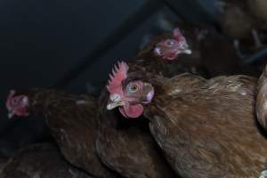 Free-Range Eggs Investigation 2025 - Farm Pride supplies free range and cage free eggs to major supermarkets under their own brand and is also a supplier for Coles brand free range eggs. Their Bears Lagoon farm supplies free range eggs from a system described by The Age as 'intensive free-range farming.'

In these sheds tens of thousands of birds struggle for space in filthy sheds. Hens showed evidence of reproductive illnesses and feather pecking, including missing feathers from their wings and necks. One chicken was filmed with a twisted, deformed leg, while others showed clear signs of being bullied by being pecked by other chickens.

Naturally, hens would form small groups with an established 'pecking order', however in these sheds, tens of thousands of birds are packed tightly together with only metal bars to perch on. This causes aggression, fighting and even cannibalisation which is recognised as the second most common cause of death on free range egg farms. - Captured at Farm Pride Bears Lagoon - Site 1, Bears Lagoon VIC Australia.