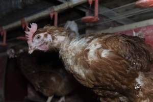 Hen with missing feathers - Farm Pride supplies free range and cage free eggs to major supermarkets under their own brand and is also a supplier for Coles brand free range eggs. Their Bears Lagoon farm supplies free range eggs from a system described by The Age as 'intensive free-range farming.'

In these sheds tens of thousands of birds struggle for space in filthy sheds. Hens showed evidence of reproductive illnesses and feather pecking, including missing feathers from their wings and necks. One chicken was filmed with a twisted, deformed leg, while others showed clear signs of being bullied by being pecked by other chickens.

Naturally, hens would form small groups with an established 'pecking order', however in these sheds, tens of thousands of birds are packed tightly together with only metal bars to perch on. This causes aggression, fighting and even cannibalisation which is recognised as the second most common cause of death on free range egg farms. - Captured at Farm Pride Bears Lagoon - Site 1, Bears Lagoon VIC Australia.