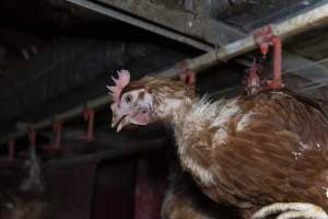 Chicken with missing feathers - Farm Pride supplies free range and cage free eggs to major supermarkets under their own brand and is also a supplier for Coles brand free range eggs. Their Bears Lagoon farm supplies free range eggs from a system described by The Age as 'intensive free-range farming.'
In these sheds tens of thousands of birds struggle for space in filthy sheds. Hens showed evidence of reproductive illnesses and feather pecking, including missing feathers from their wings and necks. One chicken was filmed with a twisted, deformed leg, while others showed clear signs of being bullied by being pecked by other chickens.
Naturally, hens would form small groups with an established 'pecking order', however in these sheds, tens of thousands of birds are packed tightly together with only metal bars to perch on. This causes aggression, fighting and even cannibalisation which is recognised as the second most common cause of death on free range egg farms. - Captured at Farm Pride Bears Lagoon - Site 1, Bears Lagoon VIC Australia.