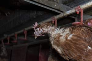 Chicken with missing feathers - Farm Pride supplies free range and cage free eggs to major supermarkets under their own brand and is also a supplier for Coles brand free range eggs. Their Bears Lagoon farm supplies free range eggs from a system described by The Age as 'intensive free-range farming.'

In these sheds tens of thousands of birds struggle for space in filthy sheds. Hens showed evidence of reproductive illnesses and feather pecking, including missing feathers from their wings and necks. One chicken was filmed with a twisted, deformed leg, while others showed clear signs of being bullied by being pecked by other chickens.

Naturally, hens would form small groups with an established 'pecking order', however in these sheds, tens of thousands of birds are packed tightly together with only metal bars to perch on. This causes aggression, fighting and even cannibalisation which is recognised as the second most common cause of death on free range egg farms. - Captured at Farm Pride Bears Lagoon - Site 1, Bears Lagoon VIC Australia.