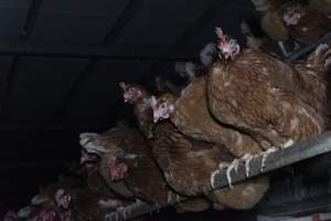 Chickens on perches - Farm Pride supplies free range and cage free eggs to major supermarkets under their own brand and is also a supplier for Coles brand free range eggs. Their Bears Lagoon farm supplies free range eggs from a system described by The Age as 'intensive free-range farming.'

In these sheds tens of thousands of birds struggle for space in filthy sheds. Hens showed evidence of reproductive illnesses and feather pecking, including missing feathers from their wings and necks. One chicken was filmed with a twisted, deformed leg, while others showed clear signs of being bullied by being pecked by other chickens.

Naturally, hens would form small groups with an established 'pecking order', however in these sheds, tens of thousands of birds are packed tightly together with only metal bars to perch on. This causes aggression, fighting and even cannibalisation which is recognised as the second most common cause of death on free range egg farms. - Captured at Farm Pride Bears Lagoon - Site 1, Bears Lagoon VIC Australia.