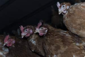 Chickens on perches - Farm Pride supplies free range and cage free eggs to major supermarkets under their own brand and is also a supplier for Coles brand free range eggs. Their Bears Lagoon farm supplies free range eggs from a system described by The Age as 'intensive free-range farming.'

In these sheds tens of thousands of birds struggle for space in filthy sheds. Hens showed evidence of reproductive illnesses and feather pecking, including missing feathers from their wings and necks. One chicken was filmed with a twisted, deformed leg, while others showed clear signs of being bullied by being pecked by other chickens.

Naturally, hens would form small groups with an established 'pecking order', however in these sheds, tens of thousands of birds are packed tightly together with only metal bars to perch on. This causes aggression, fighting and even cannibalisation which is recognised as the second most common cause of death on free range egg farms. - Captured at Farm Pride Bears Lagoon - Site 1, Bears Lagoon VIC Australia.