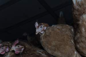 Free-Range Eggs Investigation 2025 - Farm Pride supplies free range and cage free eggs to major supermarkets under their own brand and is also a supplier for Coles brand free range eggs. Their Bears Lagoon farm supplies free range eggs from a system described by The Age as 'intensive free-range farming.'

In these sheds tens of thousands of birds struggle for space in filthy sheds. Hens showed evidence of reproductive illnesses and feather pecking, including missing feathers from their wings and necks. One chicken was filmed with a twisted, deformed leg, while others showed clear signs of being bullied by being pecked by other chickens.

Naturally, hens would form small groups with an established 'pecking order', however in these sheds, tens of thousands of birds are packed tightly together with only metal bars to perch on. This causes aggression, fighting and even cannibalisation which is recognised as the second most common cause of death on free range egg farms. - Captured at Farm Pride Bears Lagoon - Site 1, Bears Lagoon VIC Australia.