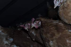 Free-Range Eggs Investigation 2025 - Farm Pride supplies free range and cage free eggs to major supermarkets under their own brand and is also a supplier for Coles brand free range eggs. Their Bears Lagoon farm supplies free range eggs from a system described by The Age as 'intensive free-range farming.'

In these sheds tens of thousands of birds struggle for space in filthy sheds. Hens showed evidence of reproductive illnesses and feather pecking, including missing feathers from their wings and necks. One chicken was filmed with a twisted, deformed leg, while others showed clear signs of being bullied by being pecked by other chickens.

Naturally, hens would form small groups with an established 'pecking order', however in these sheds, tens of thousands of birds are packed tightly together with only metal bars to perch on. This causes aggression, fighting and even cannibalisation which is recognised as the second most common cause of death on free range egg farms. - Captured at Farm Pride Bears Lagoon - Site 1, Bears Lagoon VIC Australia.