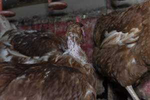 Hen with missing feathers - Farm Pride supplies free range and cage free eggs to major supermarkets under their own brand and is also a supplier for Coles brand free range eggs. Their Bears Lagoon farm supplies free range eggs from a system described by The Age as 'intensive free-range farming.'

In these sheds tens of thousands of birds struggle for space in filthy sheds. Hens showed evidence of reproductive illnesses and feather pecking, including missing feathers from their wings and necks. One chicken was filmed with a twisted, deformed leg, while others showed clear signs of being bullied by being pecked by other chickens.

Naturally, hens would form small groups with an established 'pecking order', however in these sheds, tens of thousands of birds are packed tightly together with only metal bars to perch on. This causes aggression, fighting and even cannibalisation which is recognised as the second most common cause of death on free range egg farms. - Captured at Farm Pride Bears Lagoon - Site 1, Bears Lagoon VIC Australia.