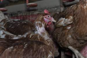 Hen with missing feathers - Farm Pride supplies free range and cage free eggs to major supermarkets under their own brand and is also a supplier for Coles brand free range eggs. Their Bears Lagoon farm supplies free range eggs from a system described by The Age as 'intensive free-range farming.'

In these sheds tens of thousands of birds struggle for space in filthy sheds. Hens showed evidence of reproductive illnesses and feather pecking, including missing feathers from their wings and necks. One chicken was filmed with a twisted, deformed leg, while others showed clear signs of being bullied by being pecked by other chickens.

Naturally, hens would form small groups with an established 'pecking order', however in these sheds, tens of thousands of birds are packed tightly together with only metal bars to perch on. This causes aggression, fighting and even cannibalisation which is recognised as the second most common cause of death on free range egg farms. - Captured at Farm Pride Bears Lagoon - Site 1, Bears Lagoon VIC Australia.