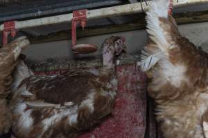 Hen with missing feathers - Farm Pride supplies free range and cage free eggs to major supermarkets under their own brand and is also a supplier for Coles brand free range eggs. Their Bears Lagoon farm supplies free range eggs from a system described by The Age as 'intensive free-range farming.'

In these sheds tens of thousands of birds struggle for space in filthy sheds. Hens showed evidence of reproductive illnesses and feather pecking, including missing feathers from their wings and necks. One chicken was filmed with a twisted, deformed leg, while others showed clear signs of being bullied by being pecked by other chickens.

Naturally, hens would form small groups with an established 'pecking order', however in these sheds, tens of thousands of birds are packed tightly together with only metal bars to perch on. This causes aggression, fighting and even cannibalisation which is recognised as the second most common cause of death on free range egg farms. - Captured at Farm Pride Bears Lagoon - Site 1, Bears Lagoon VIC Australia.