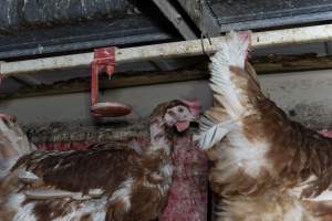 Hen with missing feathers - Farm Pride supplies free range and cage free eggs to major supermarkets under their own brand and is also a supplier for Coles brand free range eggs. Their Bears Lagoon farm supplies free range eggs from a system described by The Age as 'intensive free-range farming.'

In these sheds tens of thousands of birds struggle for space in filthy sheds. Hens showed evidence of reproductive illnesses and feather pecking, including missing feathers from their wings and necks. One chicken was filmed with a twisted, deformed leg, while others showed clear signs of being bullied by being pecked by other chickens.

Naturally, hens would form small groups with an established 'pecking order', however in these sheds, tens of thousands of birds are packed tightly together with only metal bars to perch on. This causes aggression, fighting and even cannibalisation which is recognised as the second most common cause of death on free range egg farms. - Captured at Farm Pride Bears Lagoon - Site 1, Bears Lagoon VIC Australia.