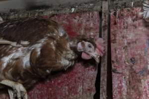 Hen with missing feathers - Farm Pride supplies free range and cage free eggs to major supermarkets under their own brand and is also a supplier for Coles brand free range eggs. Their Bears Lagoon farm supplies free range eggs from a system described by The Age as 'intensive free-range farming.'

In these sheds tens of thousands of birds struggle for space in filthy sheds. Hens showed evidence of reproductive illnesses and feather pecking, including missing feathers from their wings and necks. One chicken was filmed with a twisted, deformed leg, while others showed clear signs of being bullied by being pecked by other chickens.

Naturally, hens would form small groups with an established 'pecking order', however in these sheds, tens of thousands of birds are packed tightly together with only metal bars to perch on. This causes aggression, fighting and even cannibalisation which is recognised as the second most common cause of death on free range egg farms. - Captured at Farm Pride Bears Lagoon - Site 1, Bears Lagoon VIC Australia.