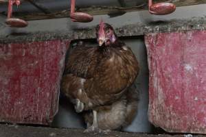 Free-Range Eggs Investigation 2025 - Farm Pride supplies free range and cage free eggs to major supermarkets under their own brand and is also a supplier for Coles brand free range eggs. Their Bears Lagoon farm supplies free range eggs from a system described by The Age as 'intensive free-range farming.'

In these sheds tens of thousands of birds struggle for space in filthy sheds. Hens showed evidence of reproductive illnesses and feather pecking, including missing feathers from their wings and necks. One chicken was filmed with a twisted, deformed leg, while others showed clear signs of being bullied by being pecked by other chickens.

Naturally, hens would form small groups with an established 'pecking order', however in these sheds, tens of thousands of birds are packed tightly together with only metal bars to perch on. This causes aggression, fighting and even cannibalisation which is recognised as the second most common cause of death on free range egg farms. - Captured at Farm Pride Bears Lagoon - Site 1, Bears Lagoon VIC Australia.