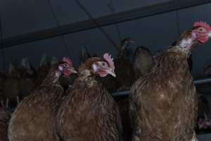 Free-Range Eggs Investigation 2025 - Farm Pride supplies free range and cage free eggs to major supermarkets under their own brand and is also a supplier for Coles brand free range eggs. Their Bears Lagoon farm supplies free range eggs from a system described by The Age as 'intensive free-range farming.'

In these sheds tens of thousands of birds struggle for space in filthy sheds. Hens showed evidence of reproductive illnesses and feather pecking, including missing feathers from their wings and necks. One chicken was filmed with a twisted, deformed leg, while others showed clear signs of being bullied by being pecked by other chickens.

Naturally, hens would form small groups with an established 'pecking order', however in these sheds, tens of thousands of birds are packed tightly together with only metal bars to perch on. This causes aggression, fighting and even cannibalisation which is recognised as the second most common cause of death on free range egg farms. - Captured at Farm Pride Bears Lagoon - Site 1, Bears Lagoon VIC Australia.