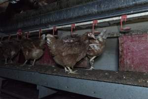 Free-Range Eggs Investigation 2025 - Farm Pride supplies free range and cage free eggs to major supermarkets under their own brand and is also a supplier for Coles brand free range eggs. Their Bears Lagoon farm supplies free range eggs from a system described by The Age as 'intensive free-range farming.'

In these sheds tens of thousands of birds struggle for space in filthy sheds. Hens showed evidence of reproductive illnesses and feather pecking, including missing feathers from their wings and necks. One chicken was filmed with a twisted, deformed leg, while others showed clear signs of being bullied by being pecked by other chickens.

Naturally, hens would form small groups with an established 'pecking order', however in these sheds, tens of thousands of birds are packed tightly together with only metal bars to perch on. This causes aggression, fighting and even cannibalisation which is recognised as the second most common cause of death on free range egg farms. - Captured at Farm Pride Bears Lagoon - Site 1, Bears Lagoon VIC Australia.