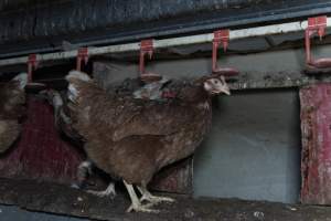 Free-Range Eggs Investigation 2025 - Farm Pride supplies free range and cage free eggs to major supermarkets under their own brand and is also a supplier for Coles brand free range eggs. Their Bears Lagoon farm supplies free range eggs from a system described by The Age as 'intensive free-range farming.'

In these sheds tens of thousands of birds struggle for space in filthy sheds. Hens showed evidence of reproductive illnesses and feather pecking, including missing feathers from their wings and necks. One chicken was filmed with a twisted, deformed leg, while others showed clear signs of being bullied by being pecked by other chickens.

Naturally, hens would form small groups with an established 'pecking order', however in these sheds, tens of thousands of birds are packed tightly together with only metal bars to perch on. This causes aggression, fighting and even cannibalisation which is recognised as the second most common cause of death on free range egg farms. - Captured at Farm Pride Bears Lagoon - Site 1, Bears Lagoon VIC Australia.