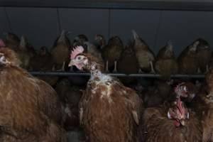 Hen with missing feathers - Farm Pride supplies free range and cage free eggs to major supermarkets under their own brand and is also a supplier for Coles brand free range eggs. Their Bears Lagoon farm supplies free range eggs from a system described by The Age as 'intensive free-range farming.'

In these sheds tens of thousands of birds struggle for space in filthy sheds. Hens showed evidence of reproductive illnesses and feather pecking, including missing feathers from their wings and necks. One chicken was filmed with a twisted, deformed leg, while others showed clear signs of being bullied by being pecked by other chickens.

Naturally, hens would form small groups with an established 'pecking order', however in these sheds, tens of thousands of birds are packed tightly together with only metal bars to perch on. This causes aggression, fighting and even cannibalisation which is recognised as the second most common cause of death on free range egg farms. - Captured at Farm Pride Bears Lagoon - Site 1, Bears Lagoon VIC Australia.