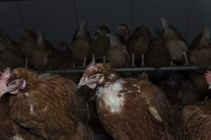 Hen with missing feathers - Farm Pride supplies free range and cage free eggs to major supermarkets under their own brand and is also a supplier for Coles brand free range eggs. Their Bears Lagoon farm supplies free range eggs from a system described by The Age as 'intensive free-range farming.'

In these sheds tens of thousands of birds struggle for space in filthy sheds. Hens showed evidence of reproductive illnesses and feather pecking, including missing feathers from their wings and necks. One chicken was filmed with a twisted, deformed leg, while others showed clear signs of being bullied by being pecked by other chickens.

Naturally, hens would form small groups with an established 'pecking order', however in these sheds, tens of thousands of birds are packed tightly together with only metal bars to perch on. This causes aggression, fighting and even cannibalisation which is recognised as the second most common cause of death on free range egg farms. - Captured at Farm Pride Bears Lagoon - Site 1, Bears Lagoon VIC Australia.