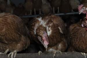 Hen with missing feathers - Farm Pride supplies free range and cage free eggs to major supermarkets under their own brand and is also a supplier for Coles brand free range eggs. Their Bears Lagoon farm supplies free range eggs from a system described by The Age as 'intensive free-range farming.'

In these sheds tens of thousands of birds struggle for space in filthy sheds. Hens showed evidence of reproductive illnesses and feather pecking, including missing feathers from their wings and necks. One chicken was filmed with a twisted, deformed leg, while others showed clear signs of being bullied by being pecked by other chickens.

Naturally, hens would form small groups with an established 'pecking order', however in these sheds, tens of thousands of birds are packed tightly together with only metal bars to perch on. This causes aggression, fighting and even cannibalisation which is recognised as the second most common cause of death on free range egg farms. - Captured at Farm Pride Bears Lagoon - Site 1, Bears Lagoon VIC Australia.
