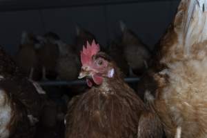 Free-Range Eggs Investigation 2025 - Farm Pride supplies free range and cage free eggs to major supermarkets under their own brand and is also a supplier for Coles brand free range eggs. Their Bears Lagoon farm supplies free range eggs from a system described by The Age as 'intensive free-range farming.'

In these sheds tens of thousands of birds struggle for space in filthy sheds. Hens showed evidence of reproductive illnesses and feather pecking, including missing feathers from their wings and necks. One chicken was filmed with a twisted, deformed leg, while others showed clear signs of being bullied by being pecked by other chickens.

Naturally, hens would form small groups with an established 'pecking order', however in these sheds, tens of thousands of birds are packed tightly together with only metal bars to perch on. This causes aggression, fighting and even cannibalisation which is recognised as the second most common cause of death on free range egg farms. - Captured at Farm Pride Bears Lagoon - Site 1, Bears Lagoon VIC Australia.