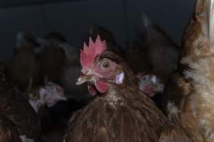 Free-Range Eggs Investigation 2025 - Farm Pride supplies free range and cage free eggs to major supermarkets under their own brand and is also a supplier for Coles brand free range eggs. Their Bears Lagoon farm supplies free range eggs from a system described by The Age as 'intensive free-range farming.'

In these sheds tens of thousands of birds struggle for space in filthy sheds. Hens showed evidence of reproductive illnesses and feather pecking, including missing feathers from their wings and necks. One chicken was filmed with a twisted, deformed leg, while others showed clear signs of being bullied by being pecked by other chickens.

Naturally, hens would form small groups with an established 'pecking order', however in these sheds, tens of thousands of birds are packed tightly together with only metal bars to perch on. This causes aggression, fighting and even cannibalisation which is recognised as the second most common cause of death on free range egg farms. - Captured at Farm Pride Bears Lagoon - Site 1, Bears Lagoon VIC Australia.