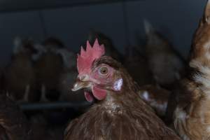 Free-Range Eggs Investigation 2025 - Farm Pride supplies free range and cage free eggs to major supermarkets under their own brand and is also a supplier for Coles brand free range eggs. Their Bears Lagoon farm supplies free range eggs from a system described by The Age as 'intensive free-range farming.'

In these sheds tens of thousands of birds struggle for space in filthy sheds. Hens showed evidence of reproductive illnesses and feather pecking, including missing feathers from their wings and necks. One chicken was filmed with a twisted, deformed leg, while others showed clear signs of being bullied by being pecked by other chickens.

Naturally, hens would form small groups with an established 'pecking order', however in these sheds, tens of thousands of birds are packed tightly together with only metal bars to perch on. This causes aggression, fighting and even cannibalisation which is recognised as the second most common cause of death on free range egg farms. - Captured at Farm Pride Bears Lagoon - Site 1, Bears Lagoon VIC Australia.